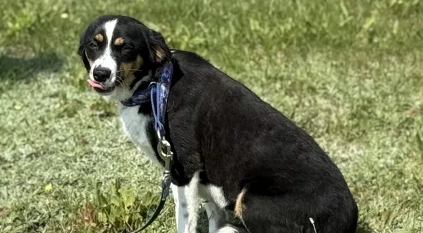 Pies do adopcji, Pieczyska, 15 sierpnia 2025 (1/4)