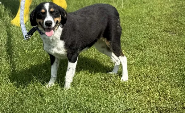 Pies do adopcji, Pieczyska, 15 sierpnia 2025 (2/4)