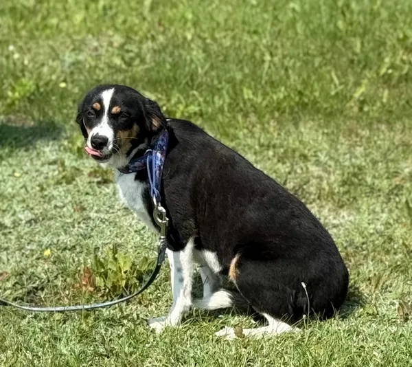 Pies do adopcji, Pieczyska, 15 sierpnia 2025 (3/4)