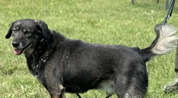 Pies do adopcji, Pieczyska, 15 sierpnia 2025 (1/5)