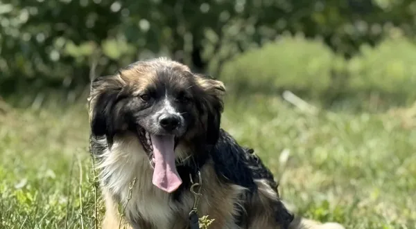 Pies do adopcji, Pieczyska, 15 sierpnia 2025 (1/4)