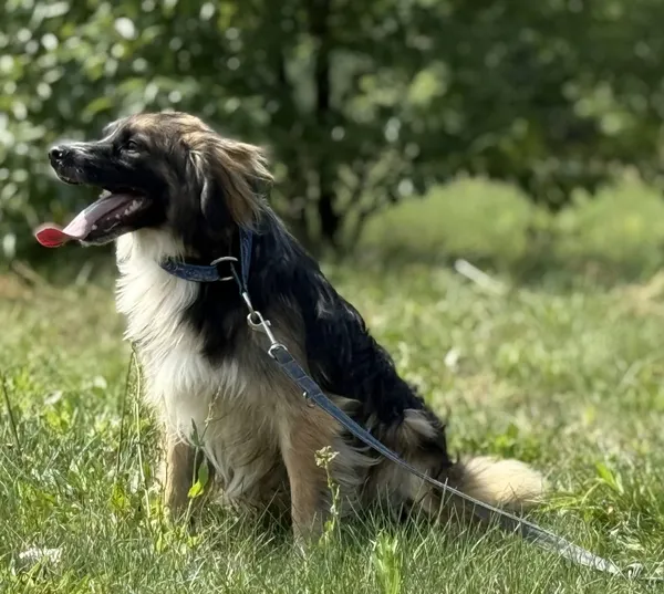 Pies do adopcji, Pieczyska, 15 sierpnia 2025 (2/4)