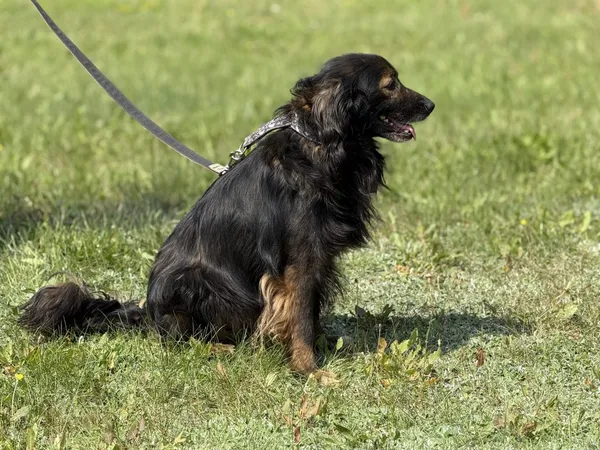 Pies do adopcji, Pieczyska, 15 sierpnia 2025 (2/5)