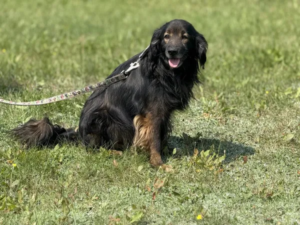 Pies do adopcji, Pieczyska, 15 sierpnia 2025 (3/5)