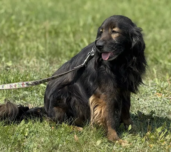 Pies do adopcji, Pieczyska, 15 sierpnia 2025 (5/5)