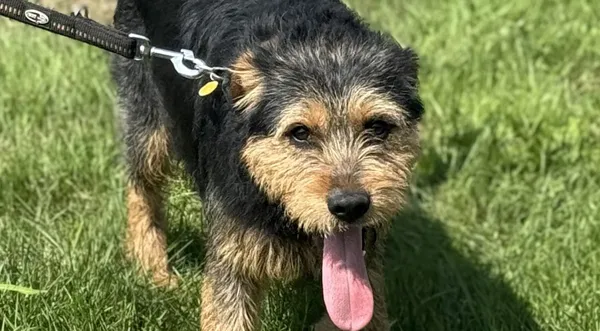 Pies do adopcji, Pieczyska, 15 sierpnia 2025 (1/4)