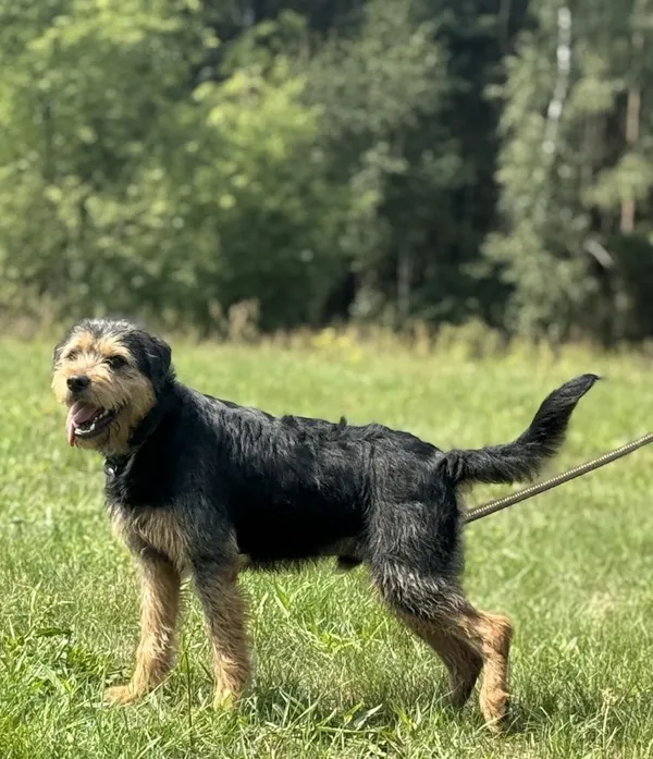 Pies do adopcji, Pieczyska, 15 sierpnia 2025 (3/4)