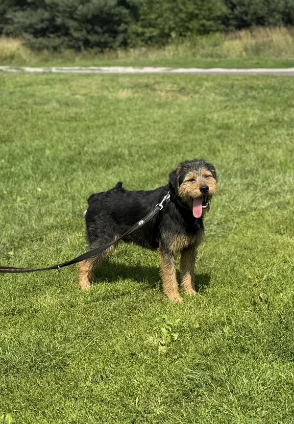 Pies do adopcji, Pieczyska, 15 sierpnia 2025 (4/4)