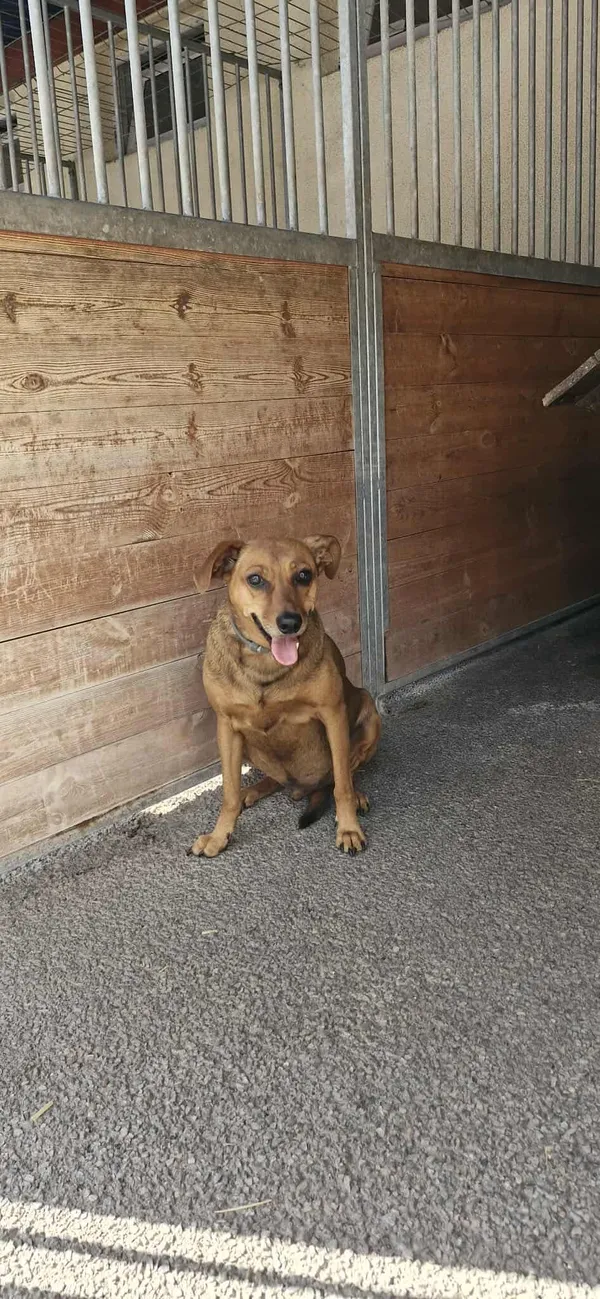 Znaleziono psa, Sosnowiec, 13 sierpnia 2025