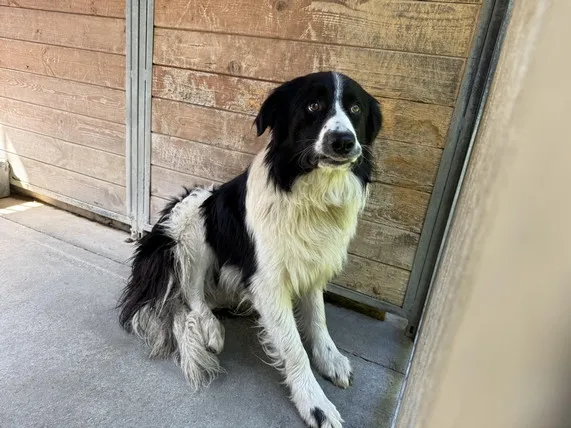 Pies do adopcji, Kraków, 1 sierpnia 2025