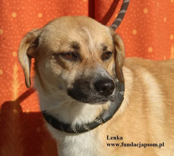 Pies do adopcji, Nowy Dwór Mazowiecki, 14 sierpnia 2025 (1/5)