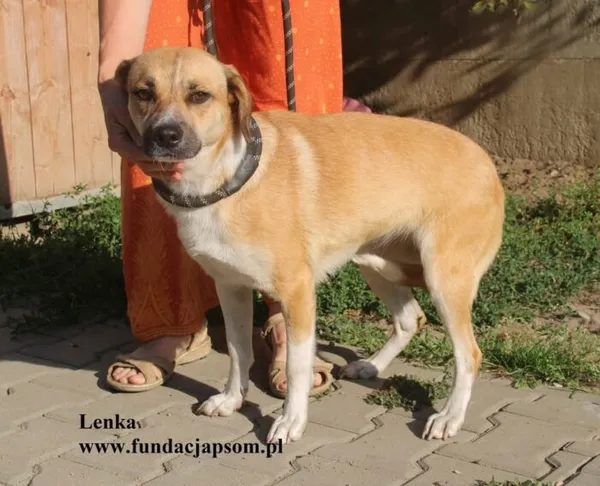Pies do adopcji, Nowy Dwór Mazowiecki, 14 sierpnia 2025 (3/5)