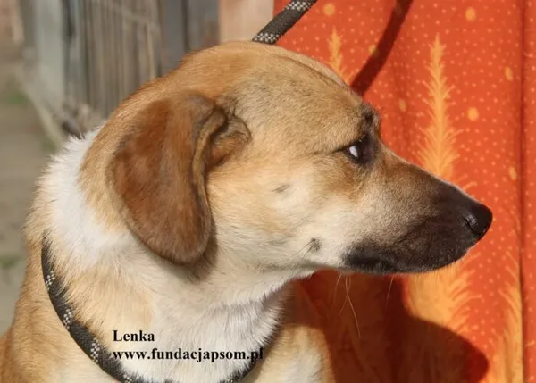 Pies do adopcji, Nowy Dwór Mazowiecki, 14 sierpnia 2025 (5/5)