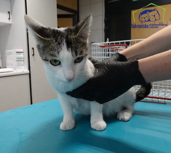 Znaleziono kota, Szczecin, 14 sierpnia 2025