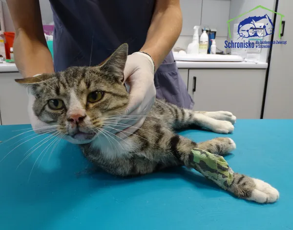 Znaleziono kota, Szczecin, 15 sierpnia 2025 (2/2)