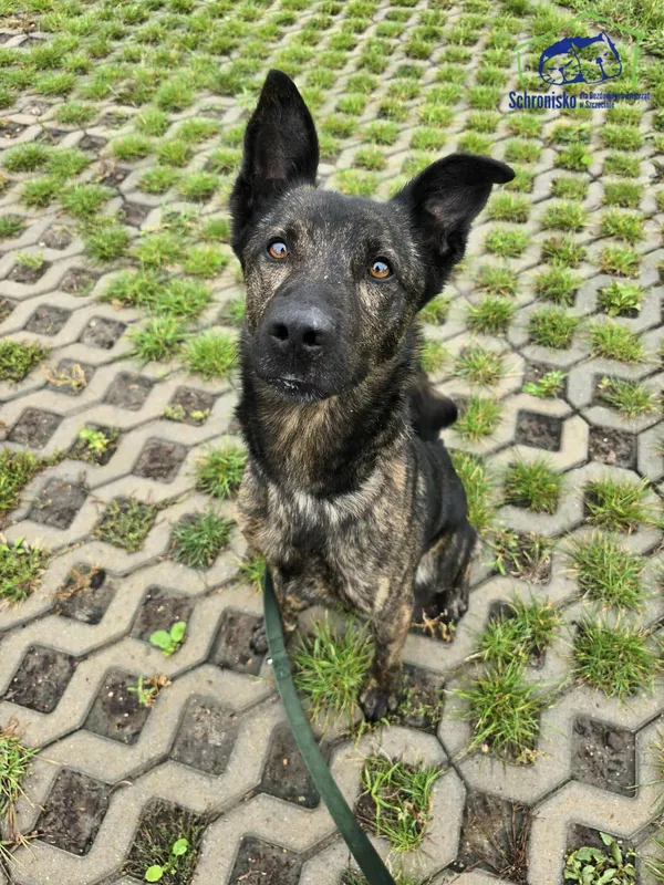 Znaleziono psa, Szczecin, 16 sierpnia 2025 (1/5)