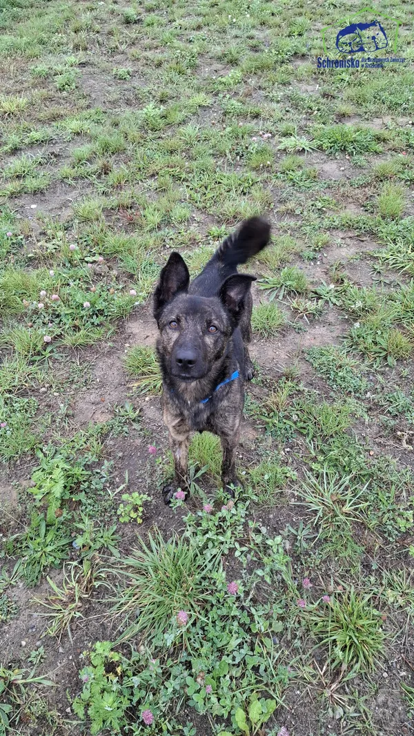 Znaleziono psa, Szczecin, 16 sierpnia 2025 (2/5)