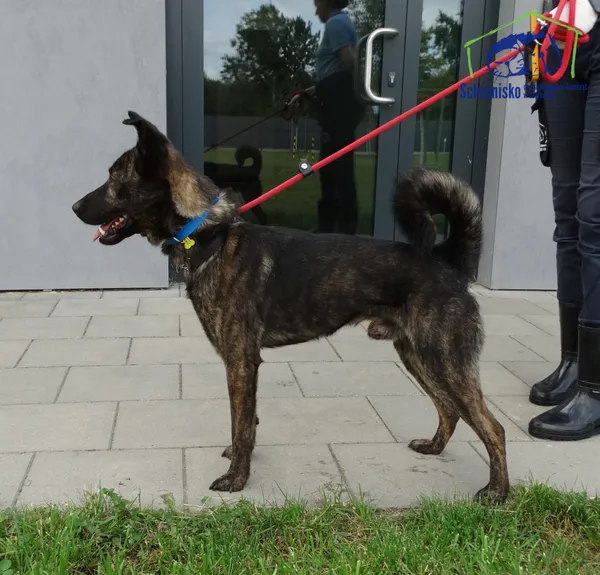 Znaleziono psa, Szczecin, 16 sierpnia 2025 (4/5)