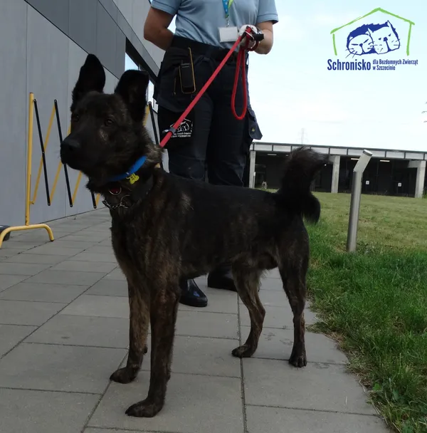 Znaleziono psa, Szczecin, 16 sierpnia 2025 (5/5)