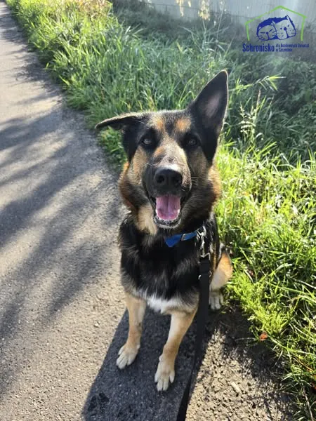 Znaleziono psa, Szczecin, 15 sierpnia 2025 (1/3)