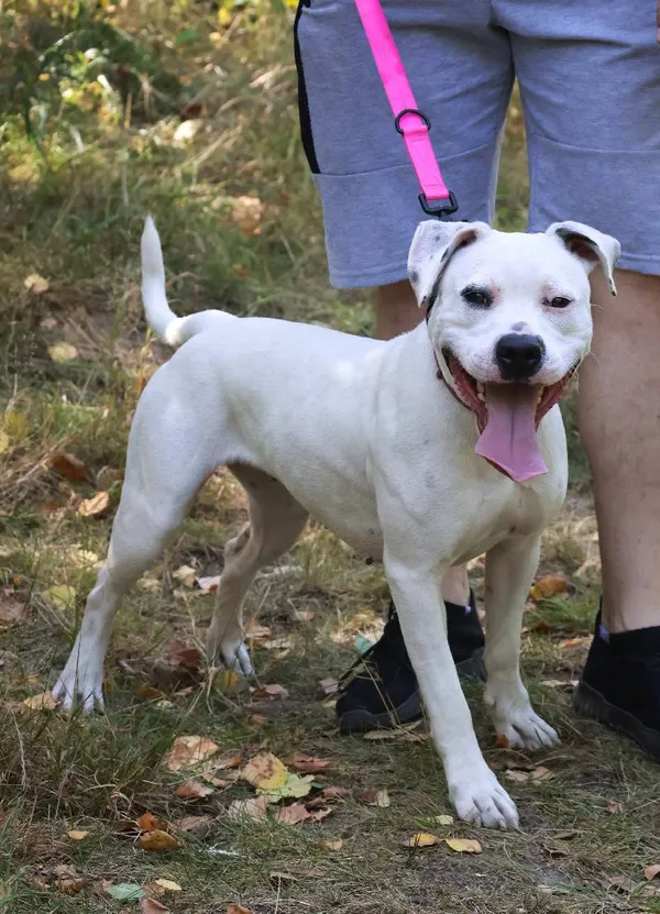 Znaleziono psa, Łódź, 16 sierpnia 2025 (3/5)