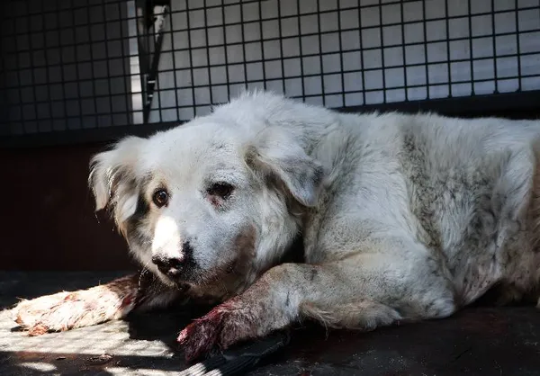 Znaleziono psa, Łódź, 16 sierpnia 2025 (1/5)