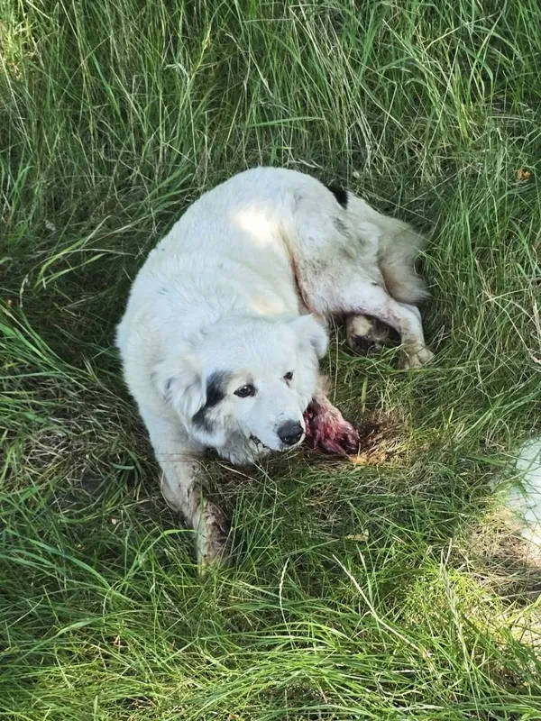 Znaleziono psa, Łódź, 16 sierpnia 2025 (2/5)