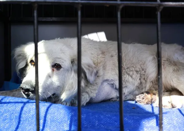 Znaleziono psa, Łódź, 16 sierpnia 2025 (4/5)