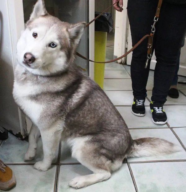 Znaleziono psa, Łódź, 15 sierpnia 2025 (1/5)