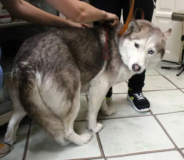 Znaleziono psa, Łódź, 15 sierpnia 2025 (2/5)