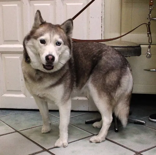 Znaleziono psa, Łódź, 15 sierpnia 2025 (3/5)