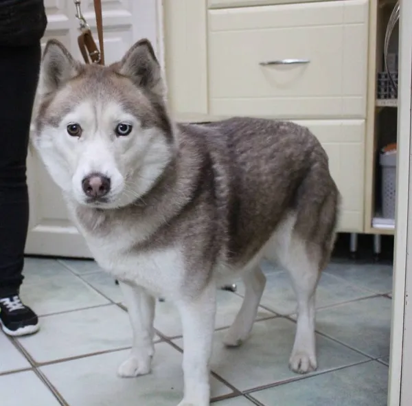 Znaleziono psa, Łódź, 15 sierpnia 2025 (5/5)