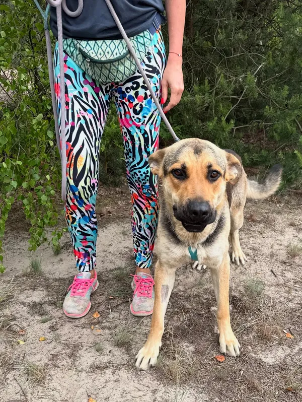 Oddam psa, Warszawa, Bemowo, 17 sierpnia 2025 (3/5)