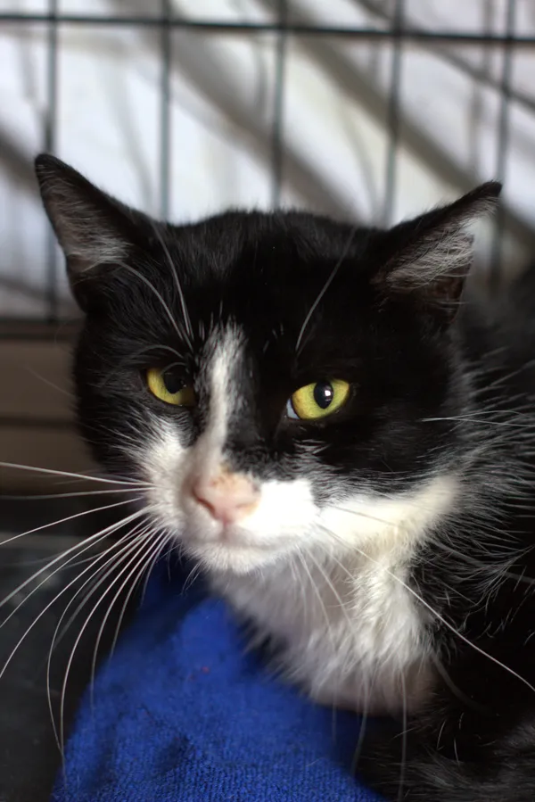 Znaleziono kota, Sosnowiec, 14 sierpnia 2025 (1/5)