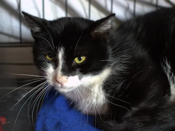 Znaleziono kota, Sosnowiec, 14 sierpnia 2025 (2/5)