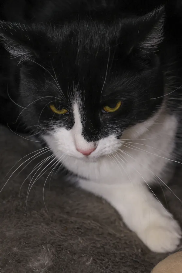 Znaleziono kota, Sosnowiec, 14 sierpnia 2025 (5/5)