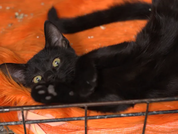 Znaleziono kota, Sosnowiec, 13 sierpnia 2025 (1/2)