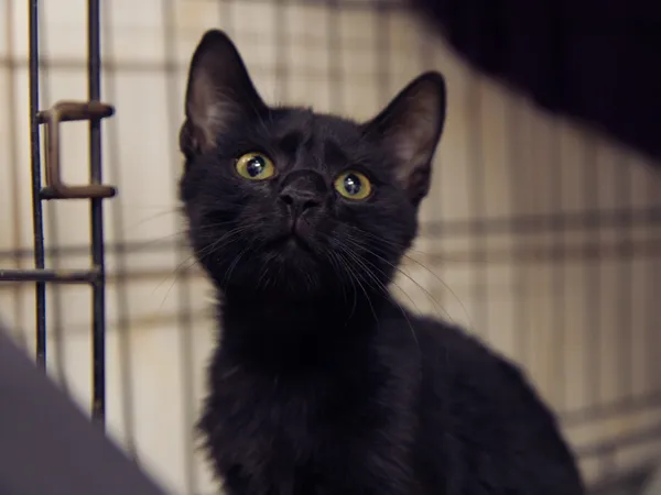 Znaleziono kota, Sosnowiec, 13 sierpnia 2025 (2/2)