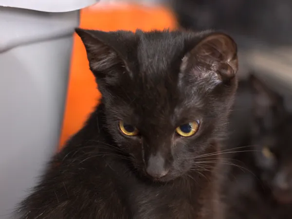 Znaleziono kota, Sosnowiec, 13 sierpnia 2025 (1/2)