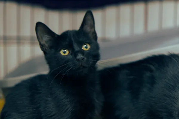 Znaleziono kota, Sosnowiec, 13 sierpnia 2025 (2/2)