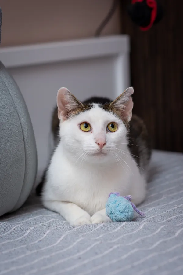 Znaleziono kota, Sosnowiec, 13 sierpnia 2025 (1/5)