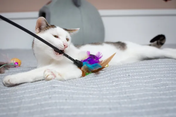 Znaleziono kota, Sosnowiec, 13 sierpnia 2025 (5/5)