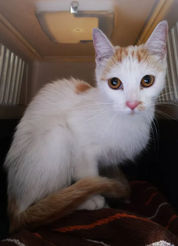 Znaleziono kota, Łódź, 17 sierpnia 2025 (2/4)