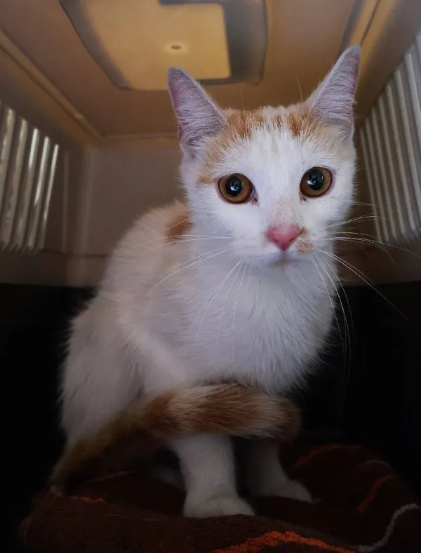 Znaleziono kota, Łódź, 17 sierpnia 2025 (3/4)