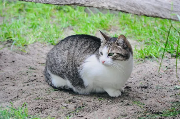 Kot do adopcji, Milanówek, 17 sierpnia 2025 (1/5)