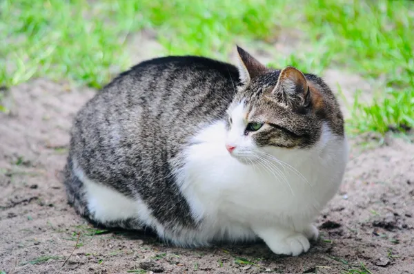 Kot do adopcji, Milanówek, 17 sierpnia 2025 (2/5)