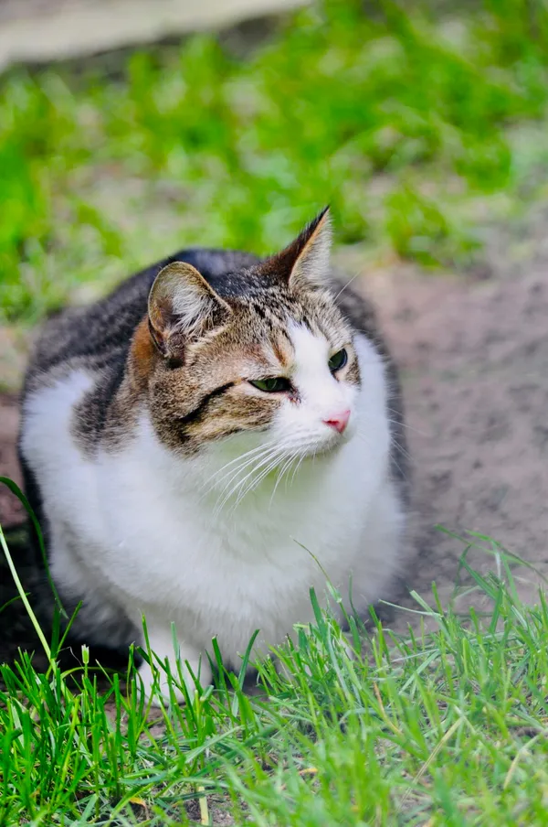 Kot do adopcji, Milanówek, 17 sierpnia 2025 (3/5)