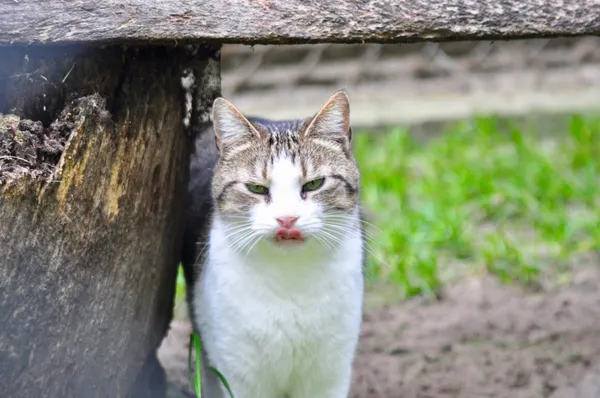 Kot do adopcji, Milanówek, 17 sierpnia 2025 (5/5)