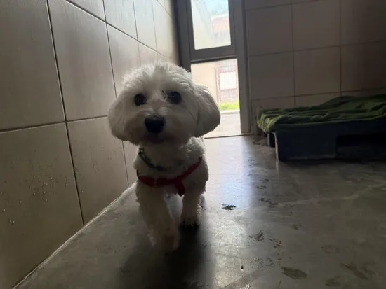 Pies do adopcji, Kraków, 2 sierpnia 2025