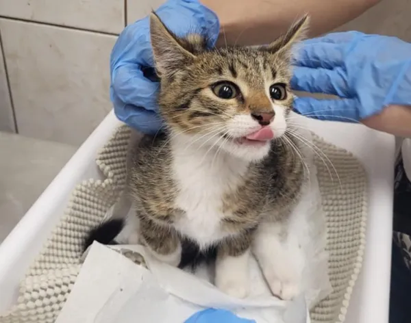 Znaleziono kota, Toruń, 16 sierpnia 2025